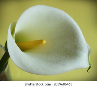 Photo Vignette Of Elephant Ear Flower