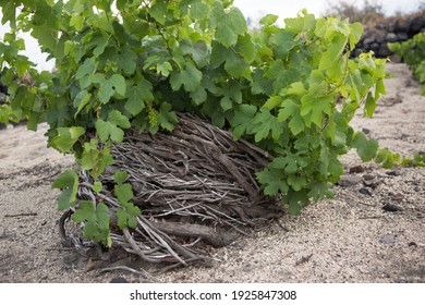 a photo of a vine taken in Santorini island, Greece. Assyrtiko grape variety