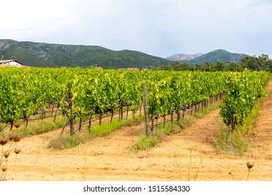 Photo Of A Vineyard In Sardinia