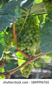 
Photo Of Vineyards In The Alazani Valley