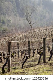 Photo Of Vineyards In The Northern Willamette Valley