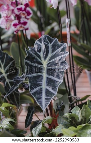a photo in a vivarium, kris plant, leafs