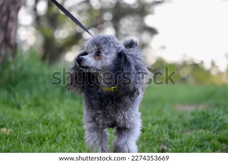 Photo from a walk of a small Toy poodle