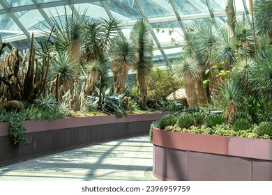 Photo of a walkway in a greenhouse with tropical plants under a glass roof on a sunny day.  - Powered by Shutterstock