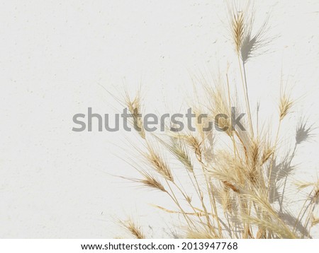 Photo of wall barley grasses against white wall with space for runaround or wraparound text 