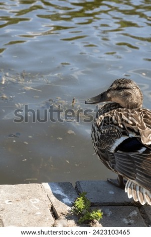 photo, water bird, feather, nature, wild, outdoor, mallard duck, bird