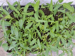Photo Of Water Spinach Plants Home Gardening