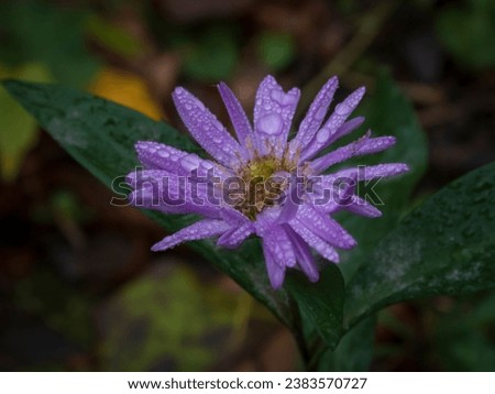photo of a wet aster flower close-up