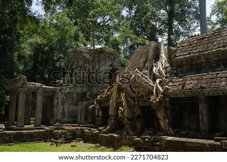 A photo of what remains of one of the famous Spung trees that grow on the roofs of many temples in Angkor. This example at Preah Khan died and had to be cut down to preserve the sandstone structure