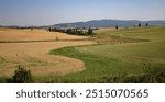 Photo of wheat field and hay field with round bales near Southwick ID with trees and mountain background