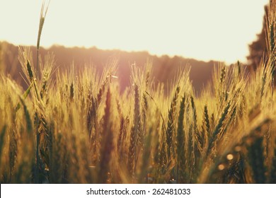 Photo Of Wheat Field At Sunrise Burst.