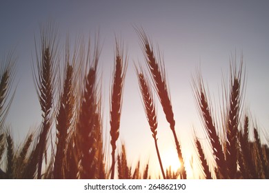 Photo Of Wheat Field At Sunrise Sun Burst. Glitter Overlay
