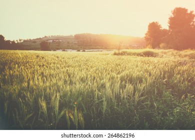 Photo Of Wheat Field At Sunrise Sun Burst. Glitter Overlay
