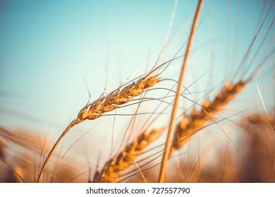 Photo of wheat spikelets, blue sky - Shutterstock ID 727557790