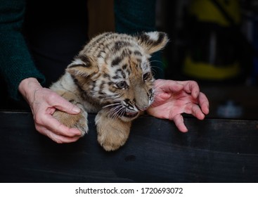 Photo In Which A Tiger Cub Growls In Human Hands