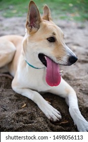 The Photo Of Whippet Dog, Mix