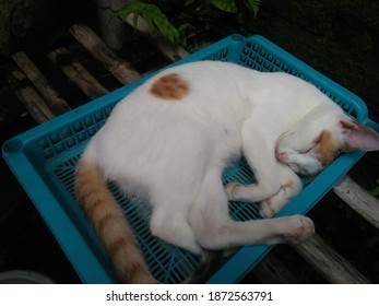 A Photo Of A White Cat Sunbathing