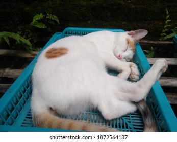 A Photo Of A White Cat Sunbathing Again