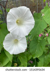 Photo Of White Flower Taken At Reddish Vale Country Park In Manchester 