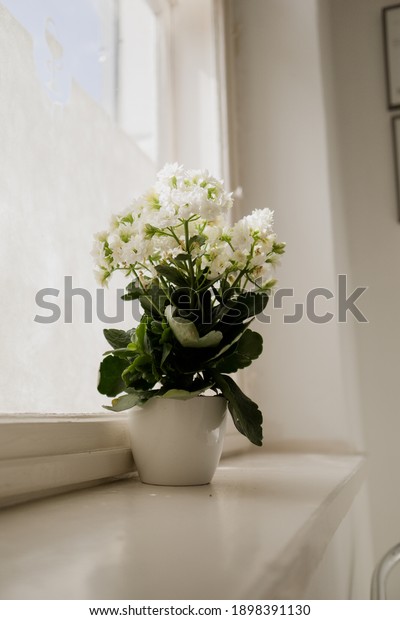 Photo\
of white Kalanchoe blossfeldiana - commonly cultivated house plant,\
also known by flaming Katy, florist kalanchoe, Madagascar\
widow\'s-thrill.  Photo taken in Pavilosta,\
Latvia.