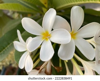 Photo Of White Plumeria Flower.