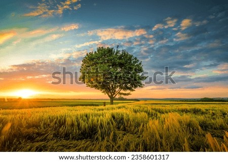 photo wide angle shot of a single tree growing under a clouded sky during