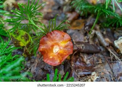 Photo Of A Wild Mushroom From The Adirondack Park.