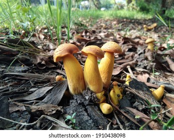 Photo Of Wild Mushroom From Class Basidiomycota