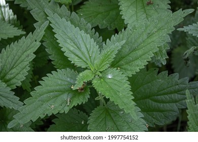 18,651 Wild Nettle Plants Images, Stock Photos & Vectors | Shutterstock