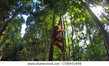 Photo of a wild orangutan in Sumatra Jungle, in Bukit Lawang. Aduld free Orangutan climbing a tree. 