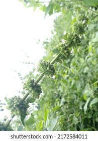 Photo Of Wild Plant In The Forest With Thick Hairy Fruit Wrapped Around The Stem




