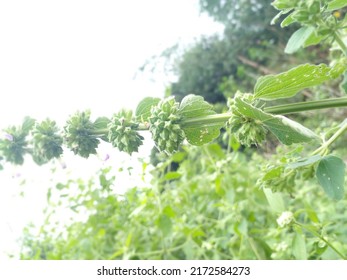 Photo Of Wild Plant In The Forest With Thick Hairy Fruit Wrapped Around The Stem

￼


