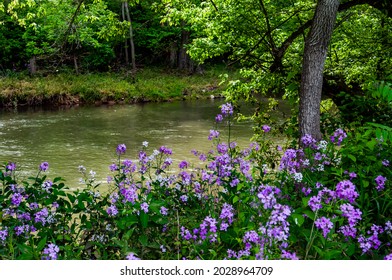 Photo Of Wildflowers Near Antietam Creek