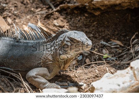photo of wildlife guana lizard reptile. iguana lizard outdoor. iguana lizard outside. iguana lizard