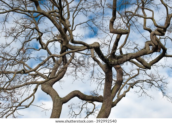 Photo Winding Branches Tree Against Sky Stock Photo 392992540 ...