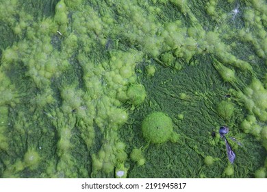 Photo Without Processing, Texture Of Swamp Water, Water With Bubbles, Green Liquid, Nasty Smell And Look, Acid Or Nuclear Waste