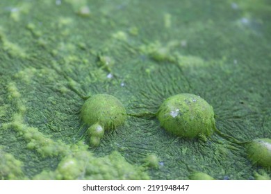 Photo Without Processing, Texture Of Swamp Water, Water With Bubbles, Green Liquid, Vile Smell And Look, Acid Or Nuclear Waste, Two Bubbles Next To Seething