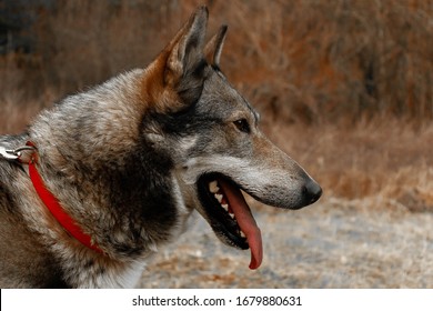 Photo Of A Wolf Dog In Profile With Blurry Background And Warm Colors