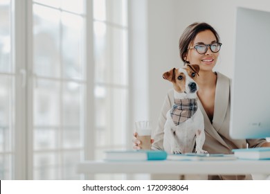 Photo Of Woman Works Freelance From Home, Concentrated In Monitor Of Computer, Wears Spectacles, Poses At Desktop With Jack Russel Terrier Dog, Drinks Beverage, Smiles Positively Enjoys Favorite Work