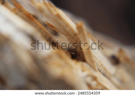 Similar – Image, Stock Photo wood Environment Nature