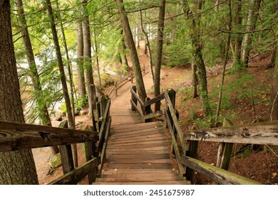 In the photo, the wooden footpath winds its way through the dense emerald canopy of a Michigan forest.  - Powered by Shutterstock