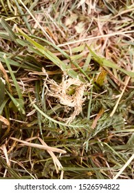 Photo of a wreath of straw on a background of grass.