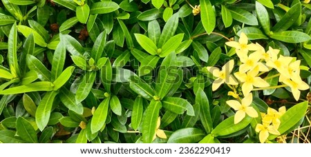 photo of yellow ashoka flowers, for background, wallpaper and decoration.