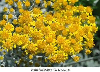 Photo Of Yellow Cineraria Flower In Garden.