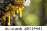 Photo of yellow resin tree sap dripping from tree bark