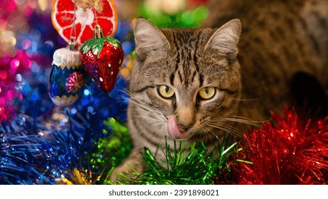 Photo of a yellow-eyed, cute, beautiful, gray, tabby cat, who sits in shiny, multi-colored tinsel and licks his lips. Close-up of the muzzle.  Three Christmas tree decorations hang nearby. - Powered by Shutterstock