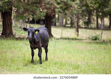 A photo of a young, black, steer cow, with his tongue visible, standing in long grass on a farm, with a fence and trees blurred in the background.  - Shutterstock ID 2276054889
