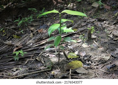 Photo Of A Young Nutmeg Plant That Has Just Been Planted