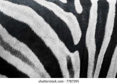 Photo Of Zebra Skin Fur Texture