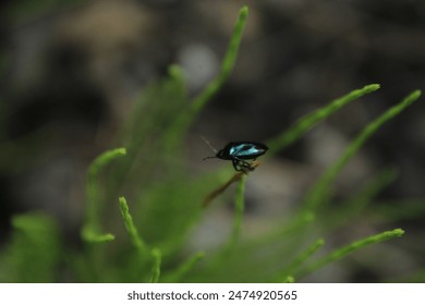 photo Zicrona caerulea, common name Blue Shieldbug. Zicrona caerulea or blue shieldbug ,it has a bluish black color

 - Powered by Shutterstock